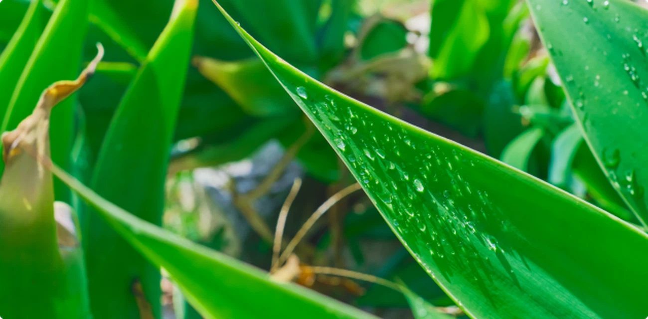Zdjęcie nagłówka strony