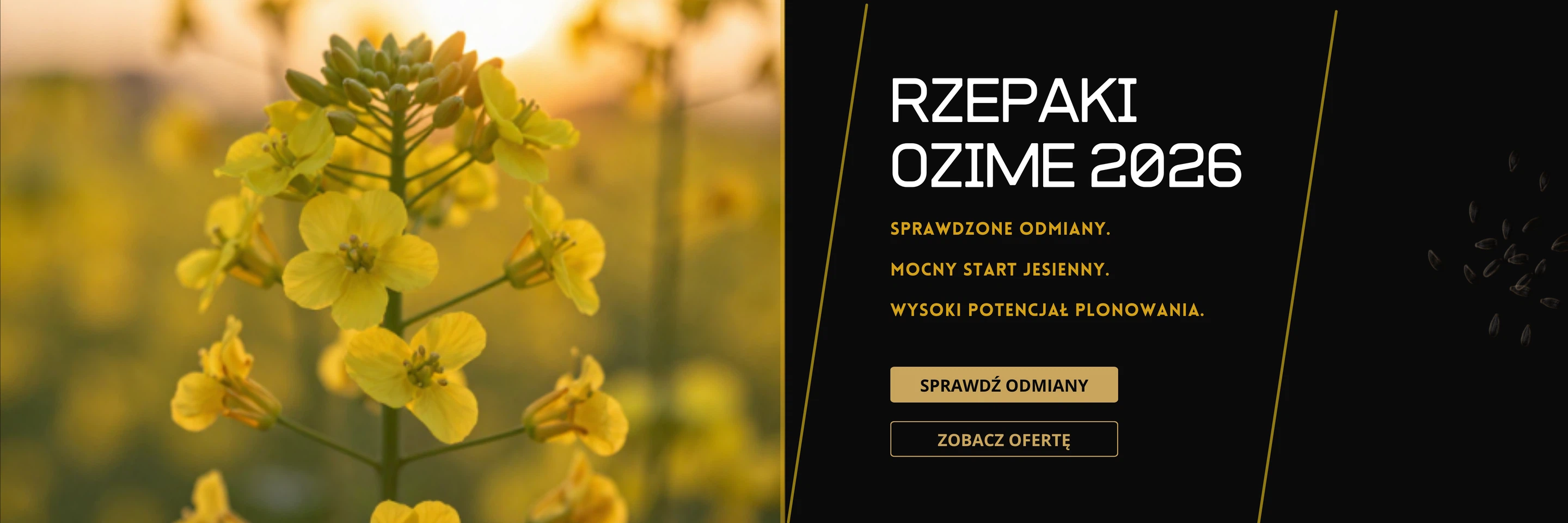 Baner promocyjny - 2